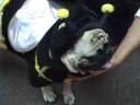 Flight of the Bumble Cash Flight of the Bumble Cash