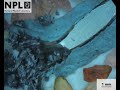 Metal-eating \"pest\" caught on film