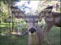 Friendly Deer