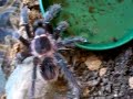 Salmon Pink Birdeater tarantula