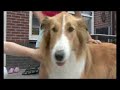 een mysterieus hondenvirus maakt slachtoffers in lopik. een hond is dood, en vier zijn ziek. 

de honden kregen heftige diarree en aten niet meer. een van de slachtoffers is ginger. haar baasje grijpt alles aan om lopikse hondenbezitters te waarschuwen. net als de gemeente, die een waarschuwing op de website heeft gezet.