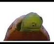 The Big בץ Song