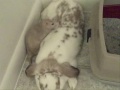 Rat loves Rabbit Rat loves Rabbit