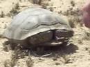 What the Heck is a desert Turtle?
