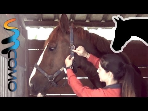 Colocando Cabresto num Cavalo