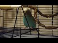 Frankie the Parakeet: Extreme Happy