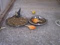aviary-feedind-time.html