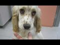 Introducing MISSY - the sweet English Cocker girl!