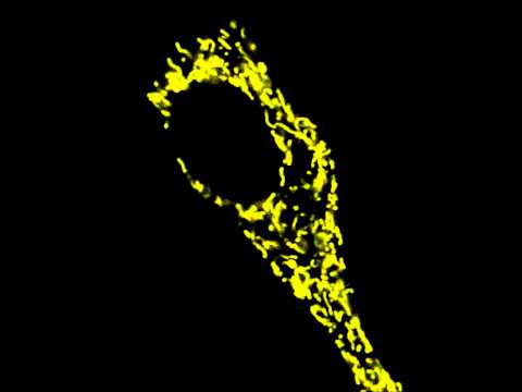 mitochondria dynamics (Ptk2-PY-Mitochondria)