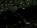 Cascade tron d'arbre.MOV