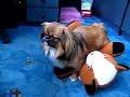 Dog Humps Stuffed Animal So Hard He Passes Out