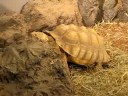 TURTLES