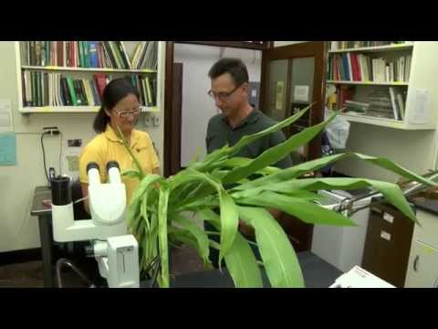 how to collect plant samples