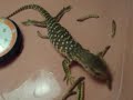 Baby Savannah Monitor Eating Meal Worms