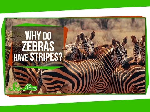 Why Do Zebras Have Stripes?