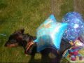 videos de silly balloons!