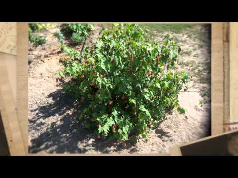 how to transplant abutilon