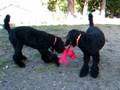 videos de FUN with the WUBBA!
