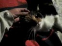 mi gato tigrilla