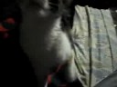 mi gato tigrilla
