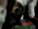 mi gato tigrilla