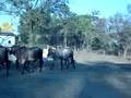 soltando-as-vacas