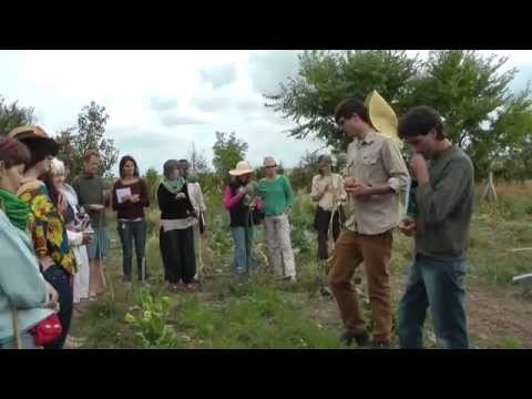 how to harvest seeds from a carrot