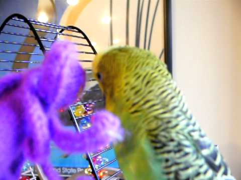 Disco Talks to Octi