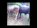 Cows Love