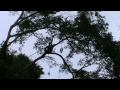 Petai Harves with the Native part 1