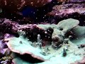 riproduzione sessuale della montipora nel mio acquario