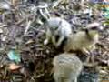 videos de Meerkat's At The Zoo