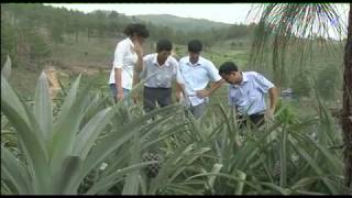 Hiệu quả từ mô hình trồng Dứa xen canh cây lâm nghiệp