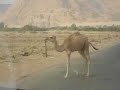 Baby Camel - Wadi Rum - Jordan