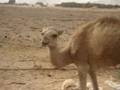 Baby Camel - Wadi Rum - Jordan