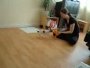 Lucy Jack Russell Puppy first tricks