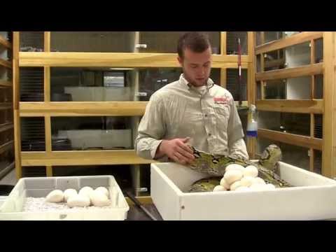 YouTube reptile video