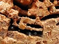Carpenter Ants in Action - Thumb #1