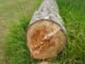Carpenter Ants in Action - Thumb #2