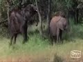 animales borrachos