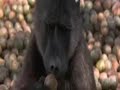animales borrachos