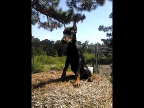AKC pre trained pure european