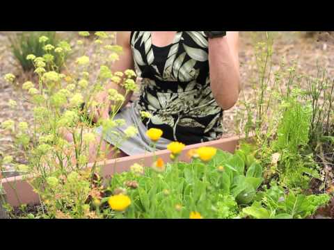 how to harvest bibb lettuce