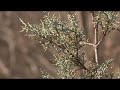 A video montage of two totally...