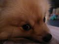 A Cute Boo Boo A Cute Boo Boo