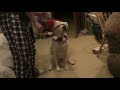 dog time CHRISTMAS SPECIAL!!! yes I know it's a day late, please forgive me. PLEASE. I AM BEGGING YOU.