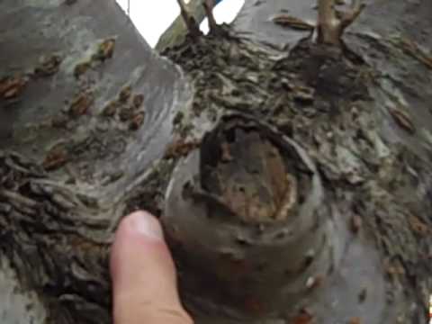 how to fertilize a kwanzan cherry tree