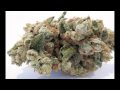 Best OG Kush Medical Marijuana Pictures #1 HD!