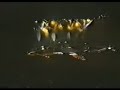 creed    higher   live in toronto 2002  