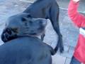 videos de Tris & Miss Great Dane